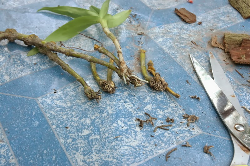How to propagate dendrobium Orchid care tips
