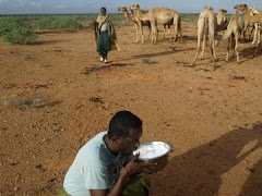 Investeer in Somalische kamelen nu! Durfkapitaal? Groeikapitaal! Veilig en duurzaam beleggen.