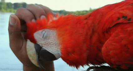 Funny animal gifs - part 96 (10 gifs), funny gif, bird loves scratching