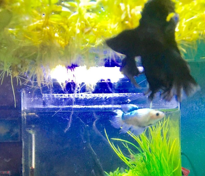 The Advantages of Betta Breeding Tank Image The Advantages of Betta Breeding Tank