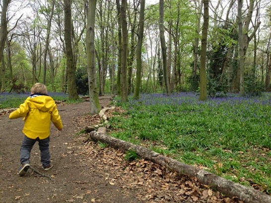 Little boy in bluebell wood in Wanstead Park