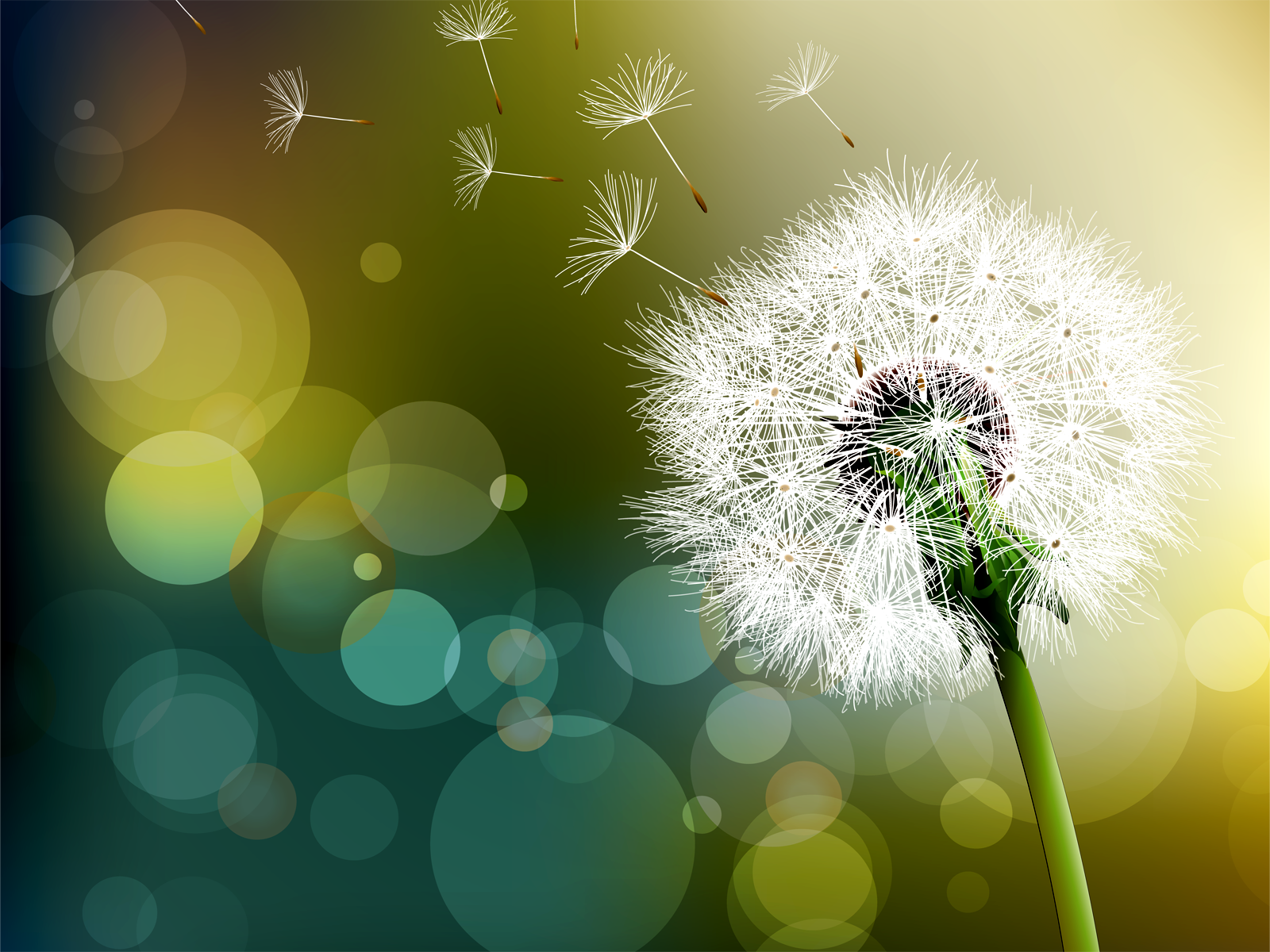 Every Day Is Special May 7 Dandelion Day