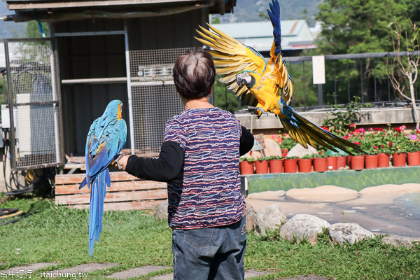 台中新社櫻花鳥森林5千棵蜀葵花、小火車、露營區,平日免費入園 台中新社櫻花鳥森林5千棵蜀葵花、小火車、露營區,平日免費入園