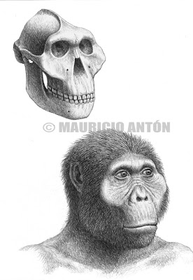 hominidos Paranthropus boisei