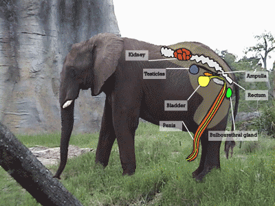 Porn tube - How big is an elephant dick Porn Clip Position seductive sex