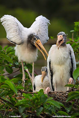 Everglades Storck bird photograph