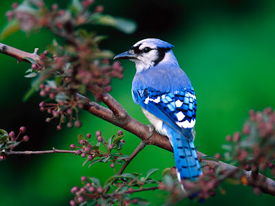 Animals Wallpaper