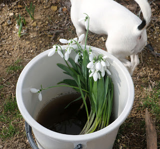 A bucket full of flowers to plant out A bucket full of flowers to plant out
