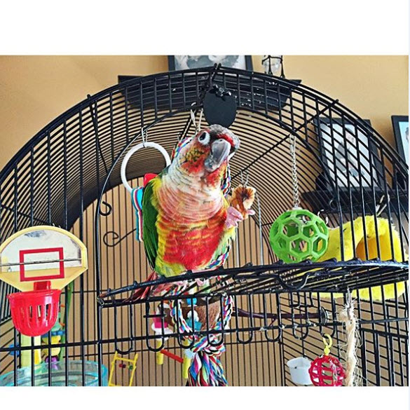 aviary cage