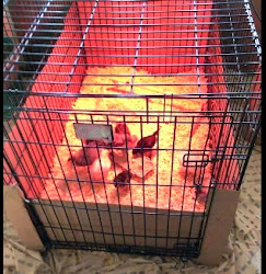 chick chicken homemade brooders brooder dog crate cage baby coops using chickens chicks rabbit bird poultry seven bunny perfect coop