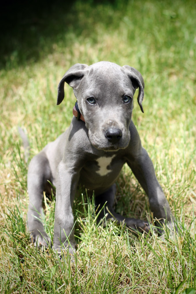 Meet Our New Great Dane Puppy & The Cutest Dog Toys Ever!!
