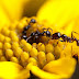 Ant Species Stay Healthy with Self-Made Antibiotics