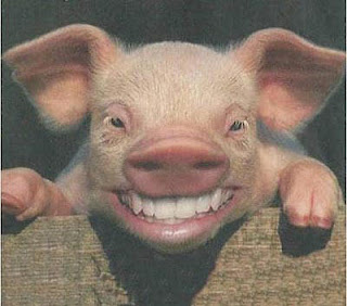 gripe+porcina.jpg