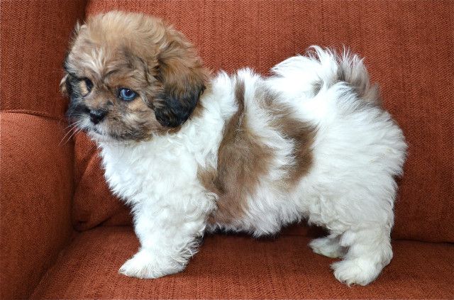 PeekaPoo - Size, Character, Breeders, Mix, Color, Sale, Price