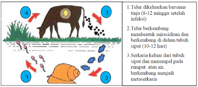 Penyakit Helminthiasis (Cacingan) pada Ruminansia diagram Penyakit Helminthiasis (Cacingan) pada Ruminansia
