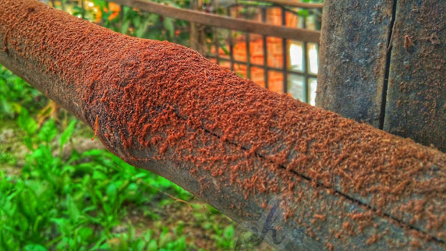 Red dust Latest nature picture