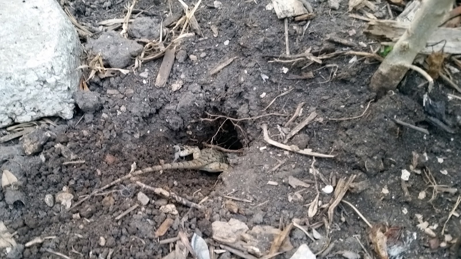 Female Texas spiny lizard digs nest Joseph's scitastic adventure