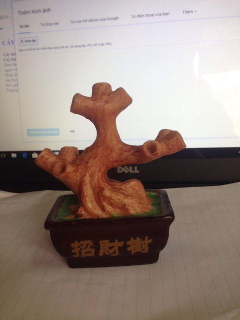 Cây kim tiền ở Sơn Tây Cay kim tien o Son Tay
