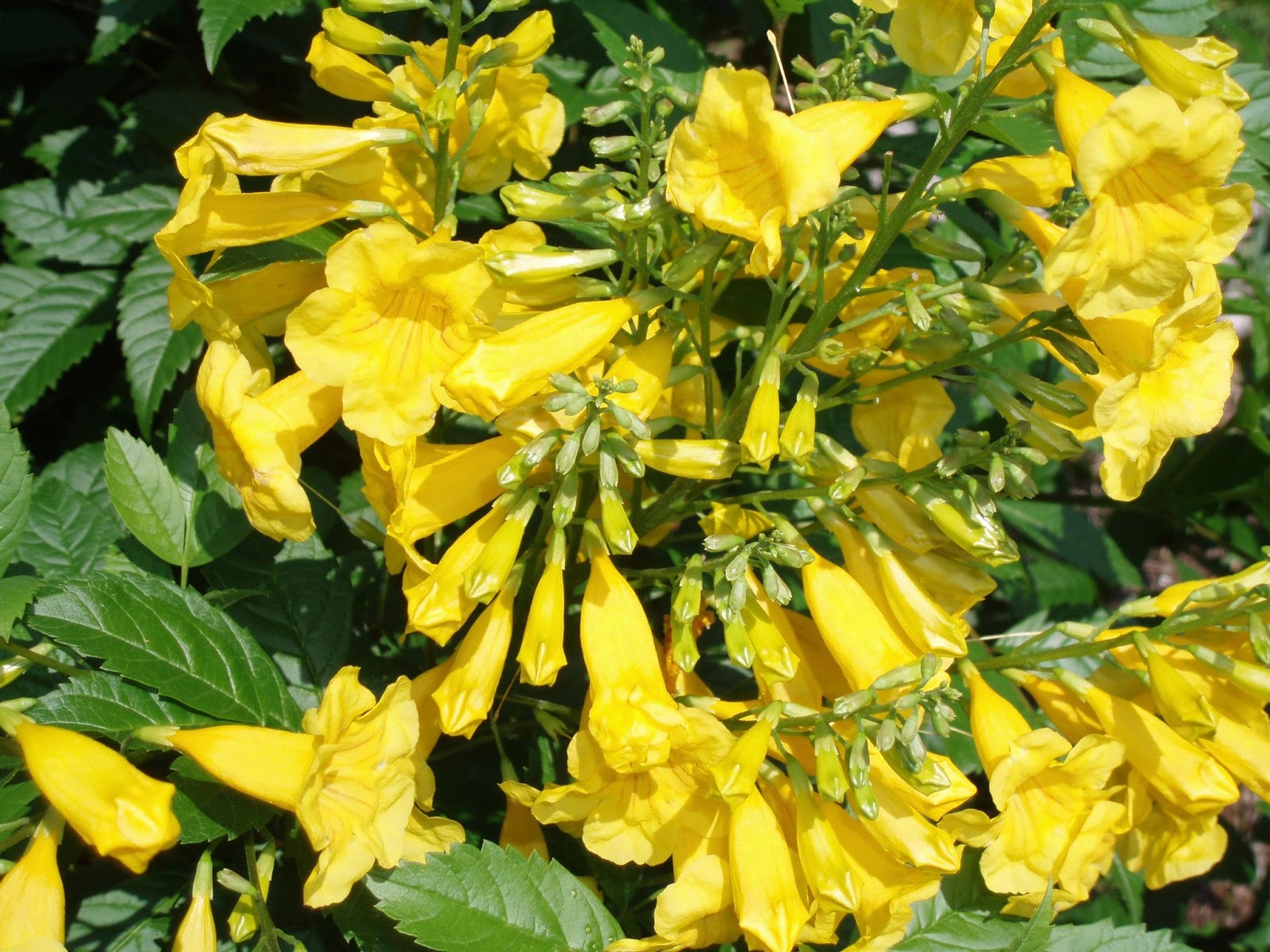 esperanza plant tecoma stans yellow bell flowers shaped information native texas mexico arizona wilson nursery landscape west