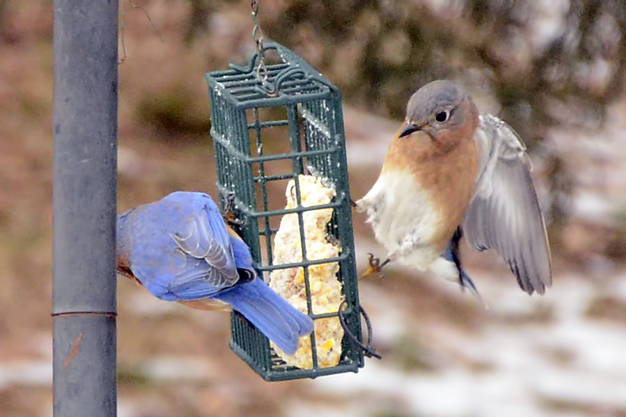 The Nature of Framingham Carolina Wren, House Finch, and Bluebirds