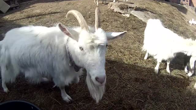 Jealous goat demands more camera time Jealous goat demands more camera time