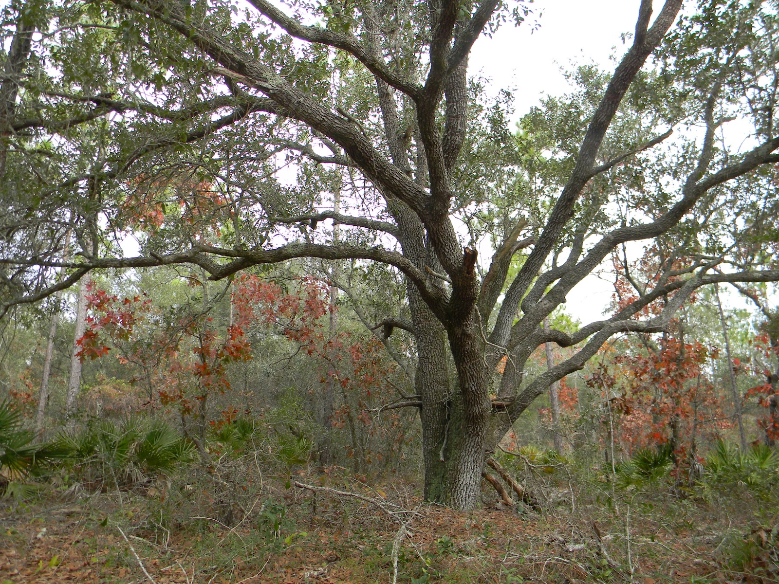 RVFulltimingLove Eglin Air Force Base Wildlife Management Area