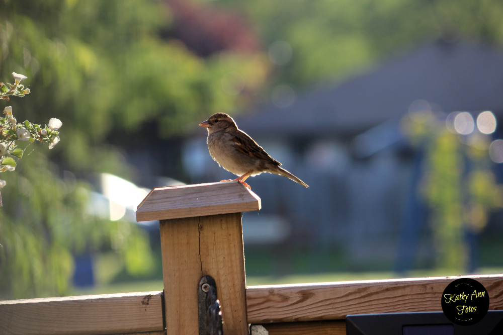 My BACKYARD BIRDS (20+ Photos)