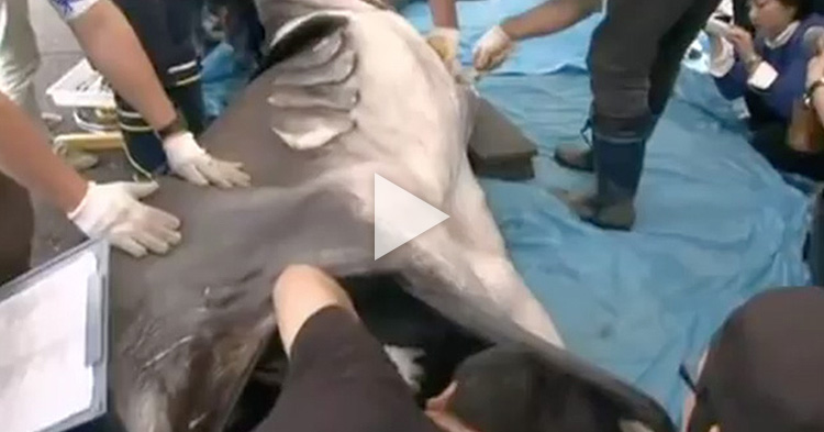 Rare weird-looking shark washes off shore, it is the 66th of its kind