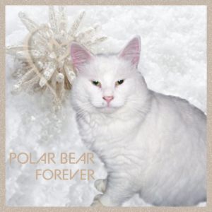 Polar Bear Forever