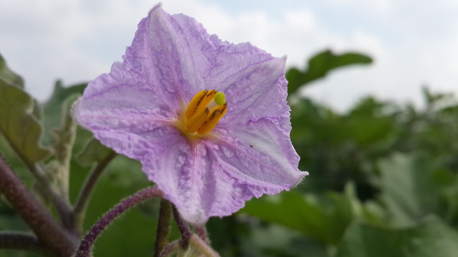 Global Pictures Gallery: brinjal plant and flower images