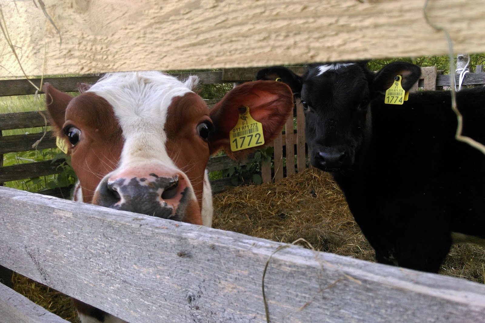 iso kalu valkoinen poikasen