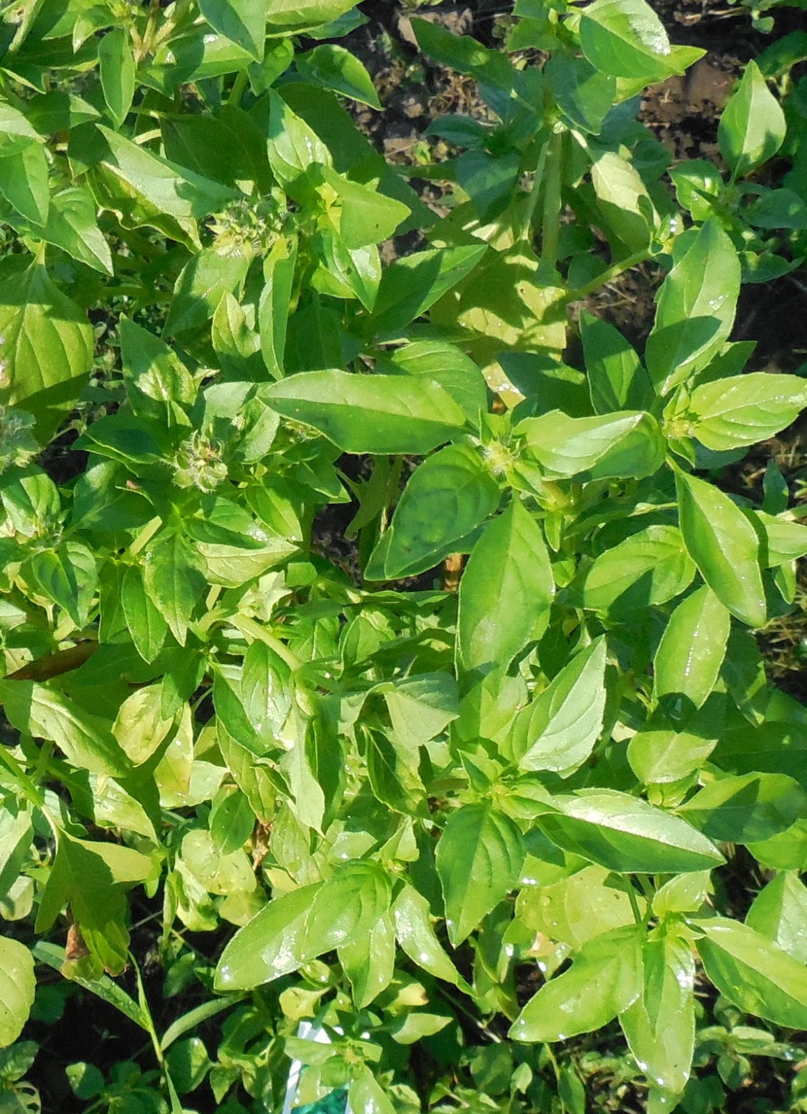 Backyard Patch Herbal Blog Beginner’s Guide to Growing Basil