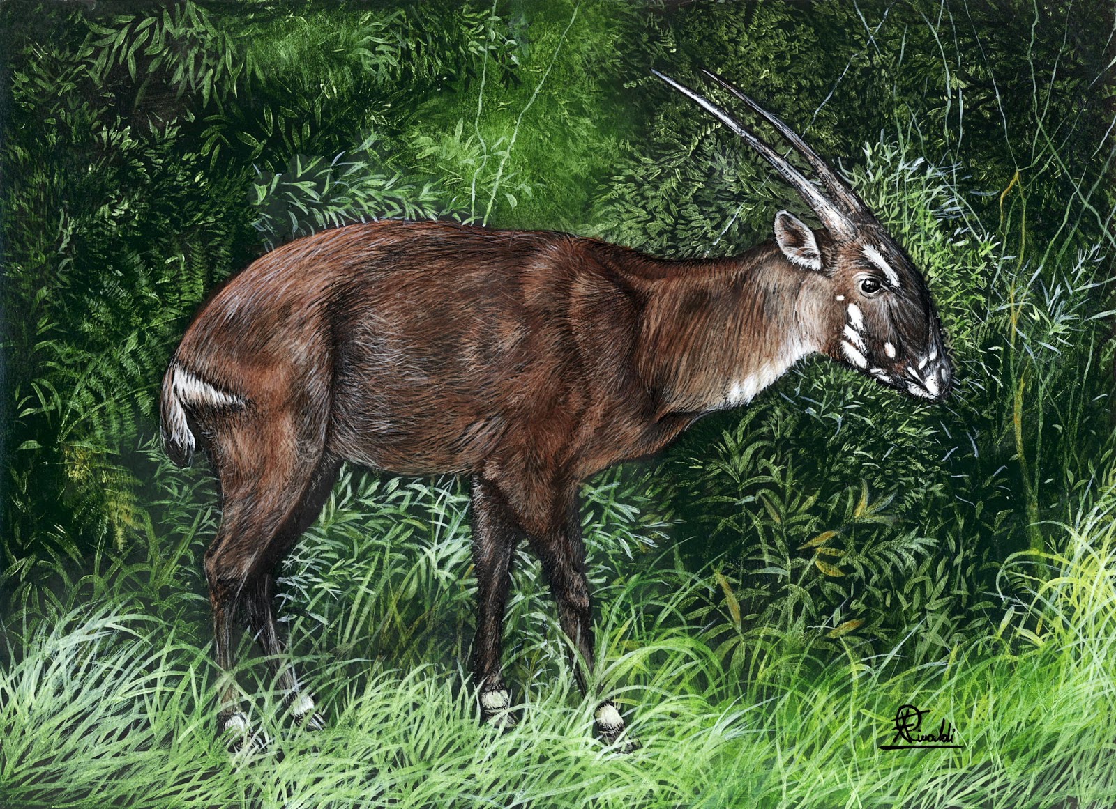 how to save the saola One reason the saola is important is because they are prey to animals like tigers and dholes, and that's important because if the saola go, then some of the saola's. how to save the saola One reason the saola is important is because they are prey to animals like tigers and dholes, and that's important because if the saola go, then some of the saola's.