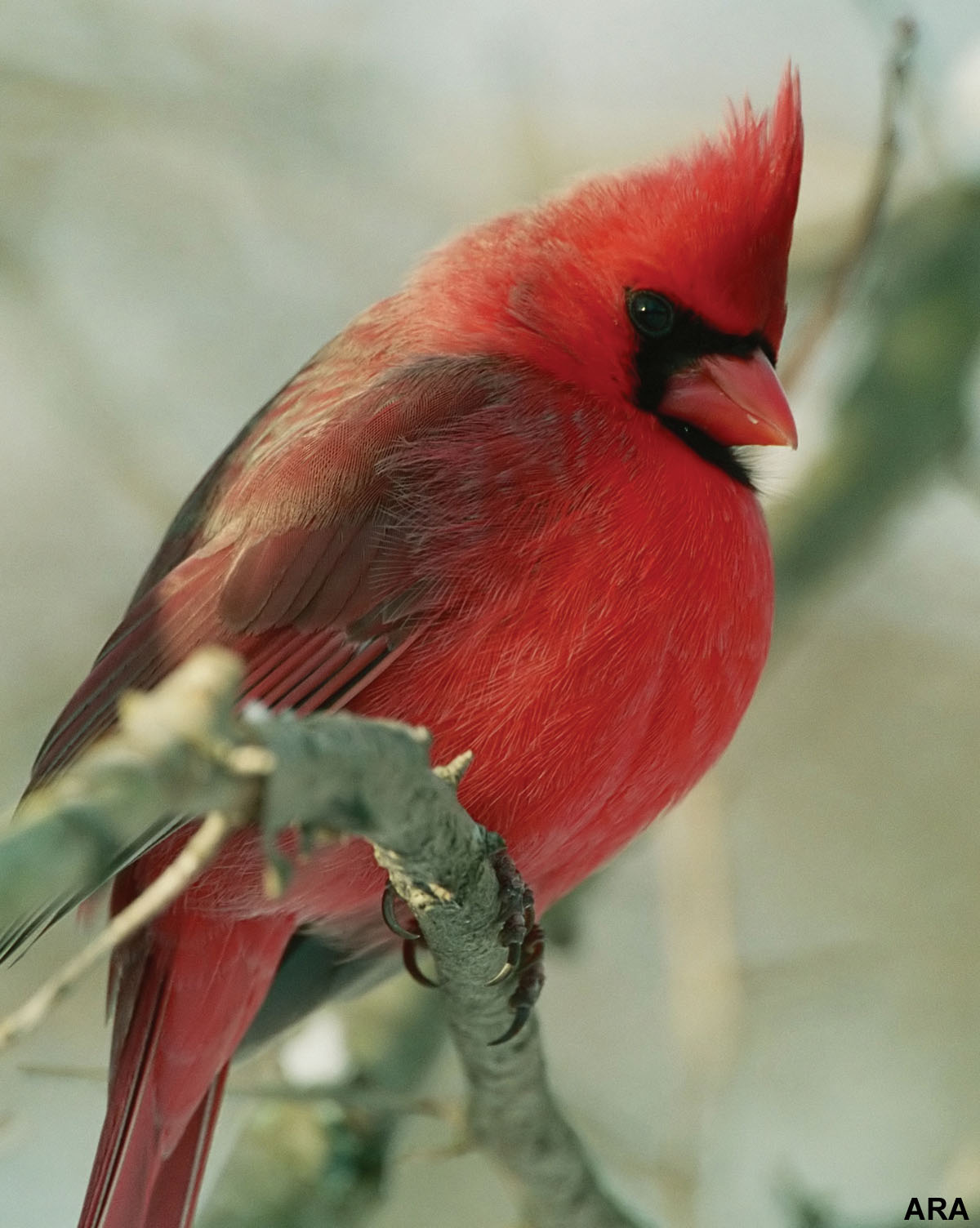 Wild life Cute Cardinal wild birds