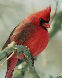 birds cardinal wild cardinals bird flying northern attract sweet desired different seven vinay pretty info rgb pets