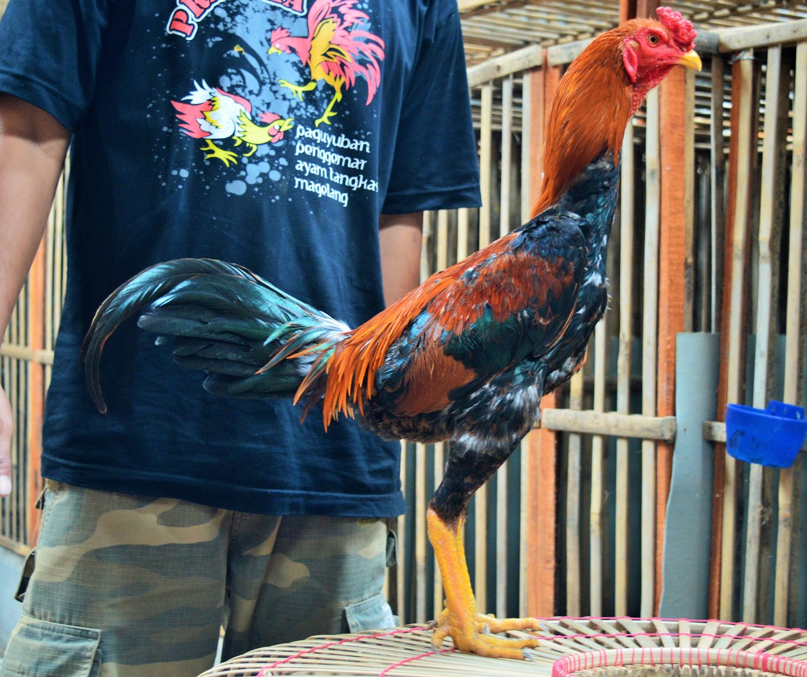 Tips Ayam Bangkok Super 2021: Jenis Pukulan Mengerikan dan Cara Membuat Barbel