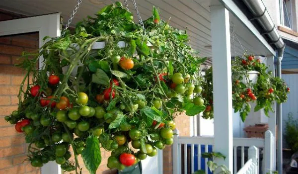 tanaman hidroponik tomat
