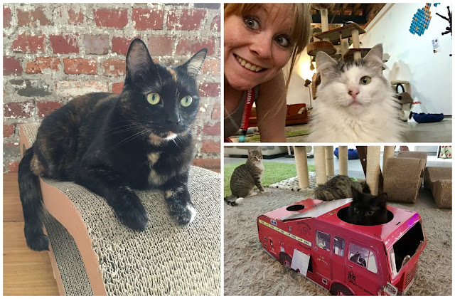 November Discoveries - Cat Cafe