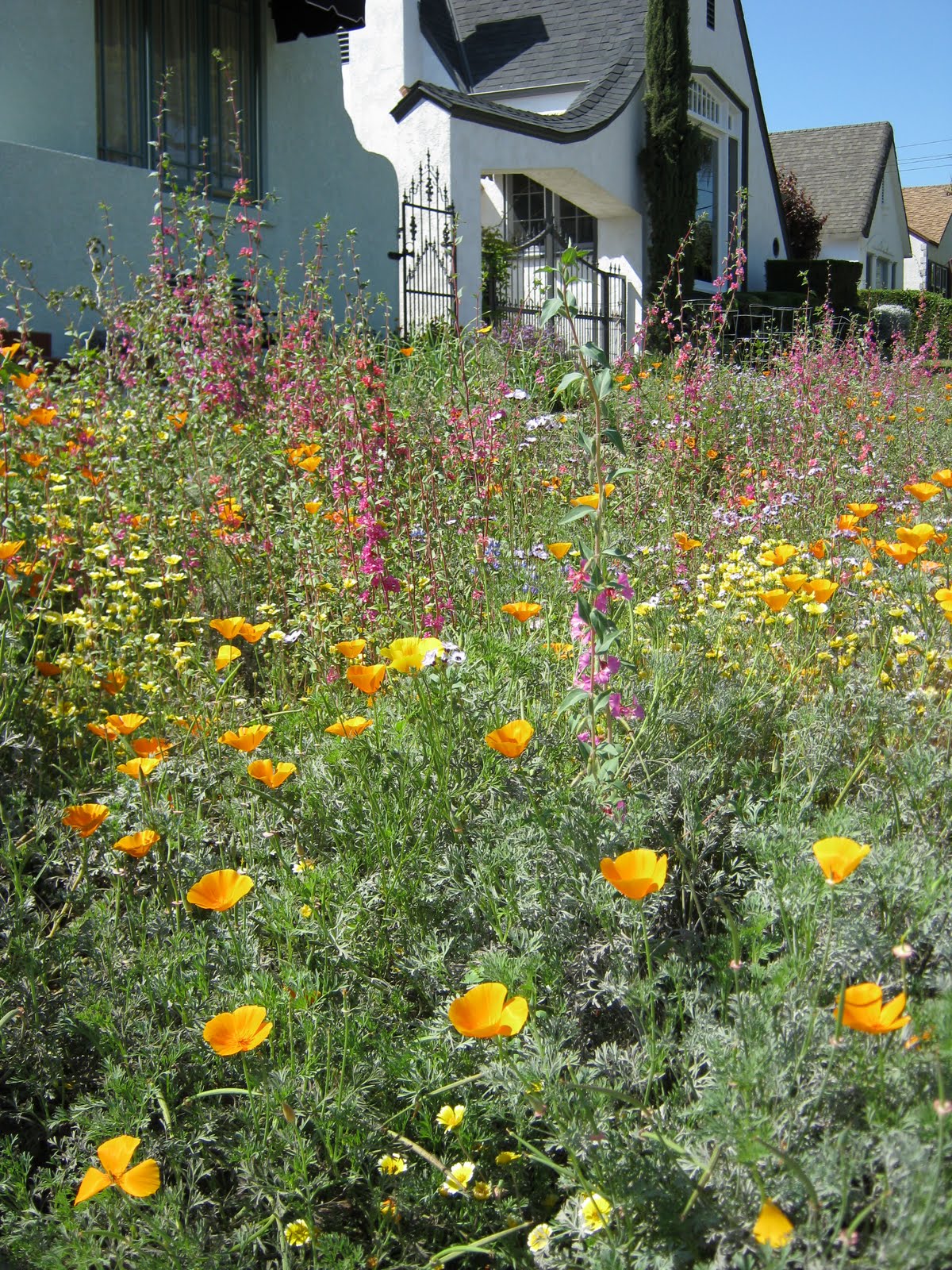 What Grows in Fullerton? Wildflower garden