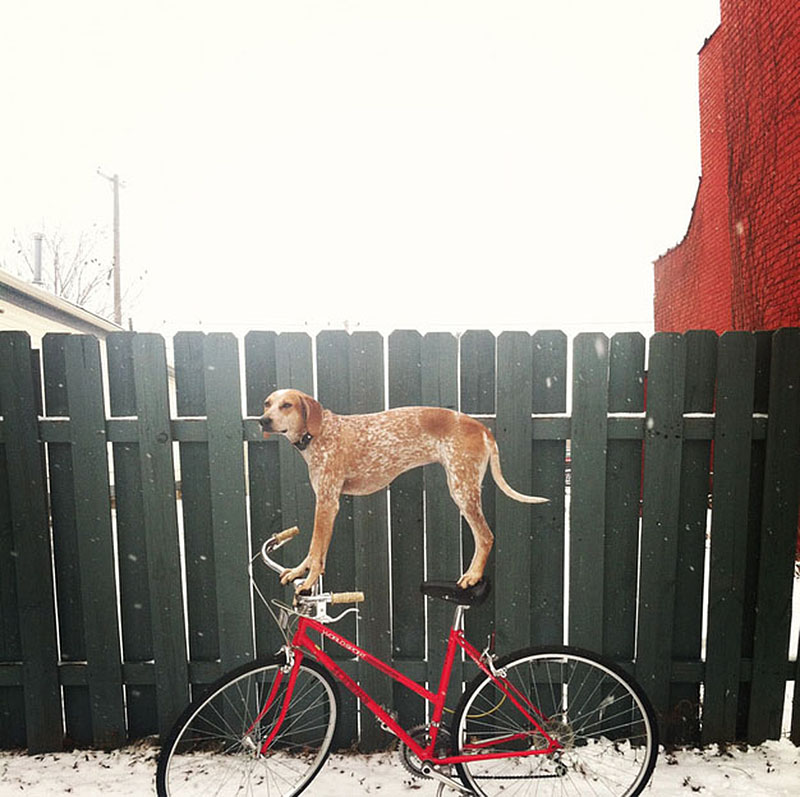 Maddie the Coonhound, photo by Theron Humphrey