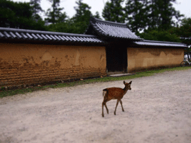 Mengunjungi Nara, Jepang, Kota Tua yang Misterius dan Bersejarah Rusa di Taman Nara, Jepang