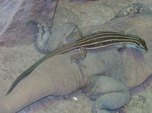 Desert Grassland Whiptail Desert Grassland Whiptail