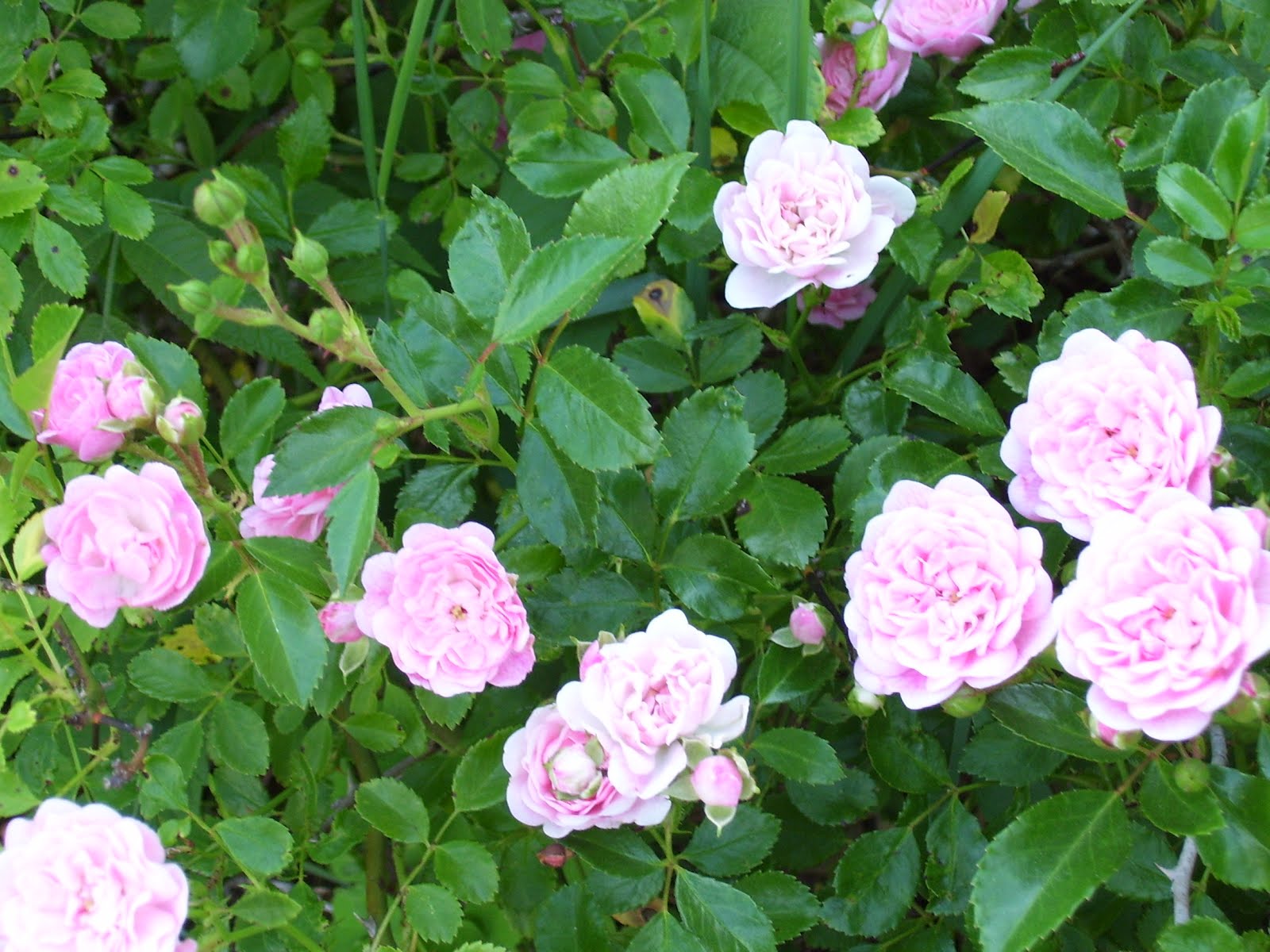 When is the best time to cut rose bushes, Greenville TX