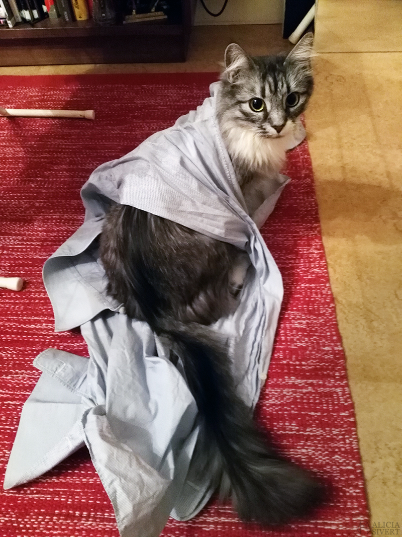 Katten Vifslan, foto av Alicia Sivertsson.