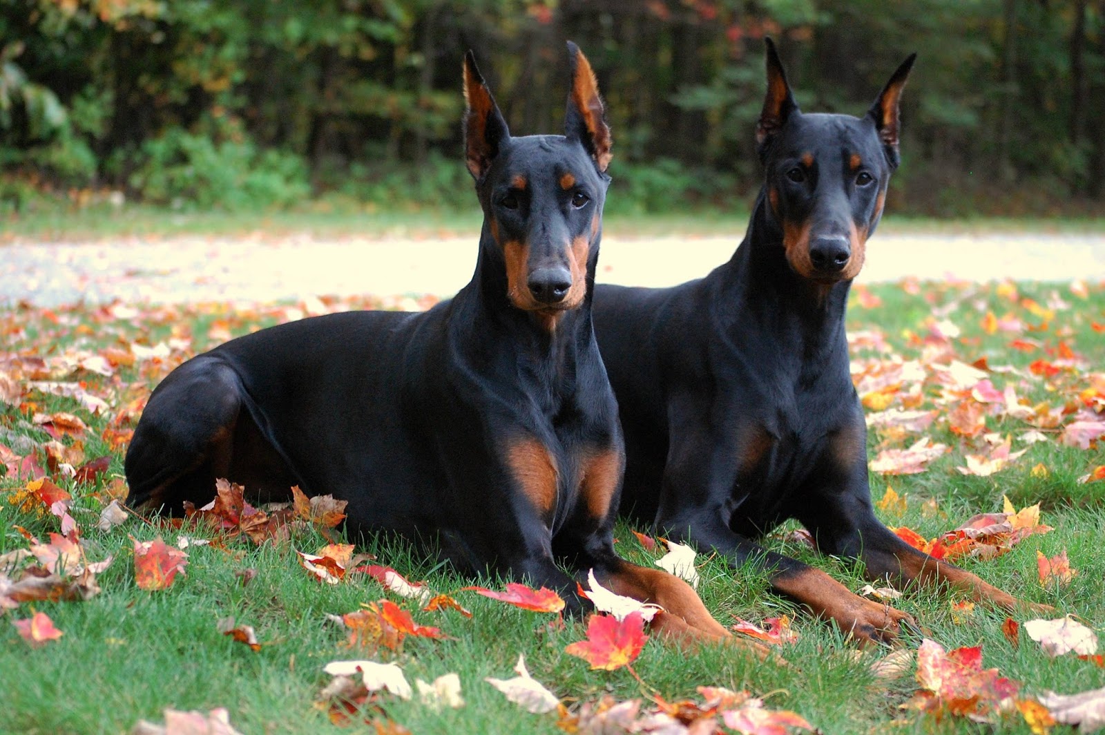 SOS Animal com amor: Dobermann o misterioso