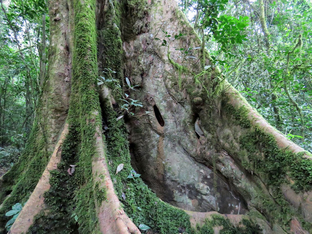 Old growth tree that chimps like in Kibale National Forest in Uganda