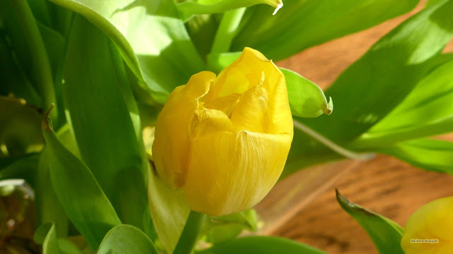 Gele tulp in een boeket met lente bloemen.