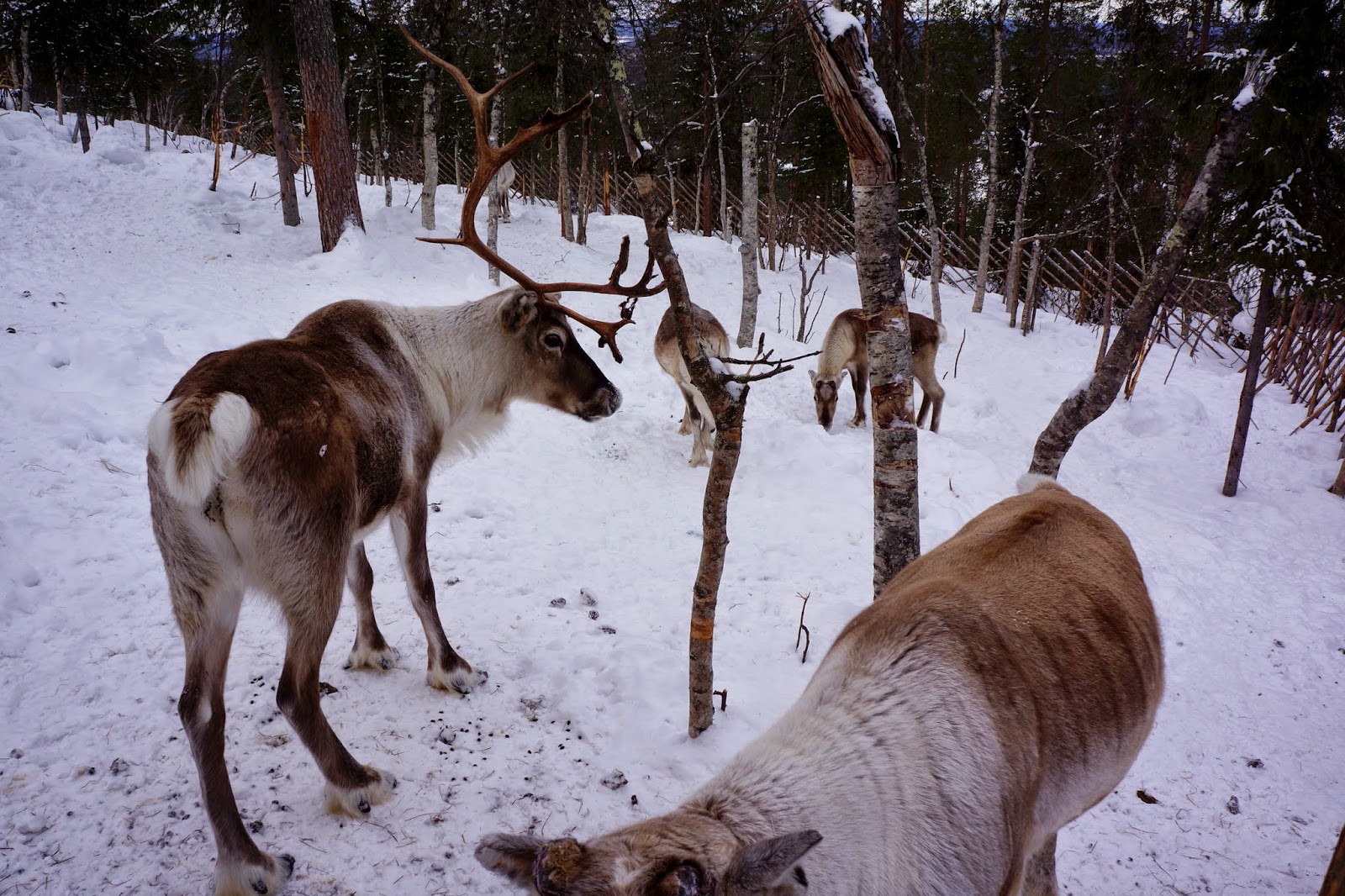 reindeer lapland