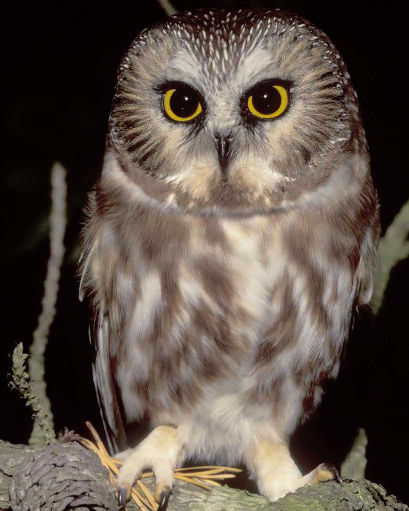 Northern Saw Whet Owl