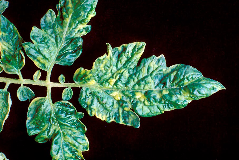 Tomato leaf showing the signs of mosaic virus